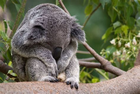 30 Adorable Photos Of Koalas Sleeping On Trees