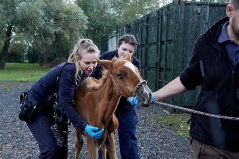 Carriage Driving Rspca To Step Up Collaboration With Equine Charities