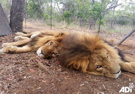 Poachers Broke Into This Sanctuary To Kill Two Lions Rescued From Abuse
