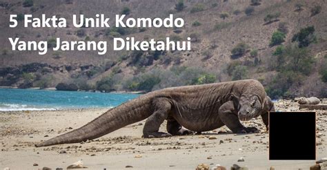 10 Fakta Unik Tentang Komodo Dragon Di Indonesia Riset
