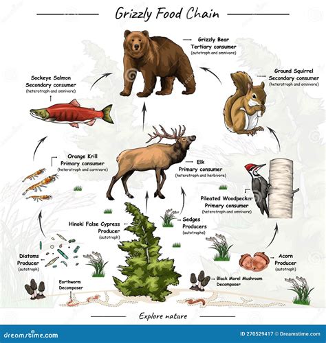 Grizzly Bear Food Web Stock Vector Illustration Of Mongoose 270529417