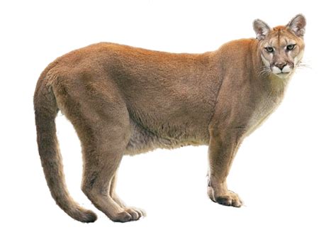 Cougar Head Clipart Cougar Png Image Transparent Png Free Download