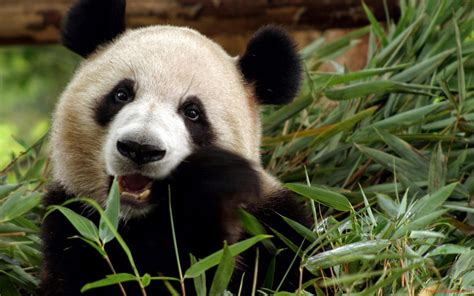 Giant Panda Hd Wallpapers High Definition Free Background Riset