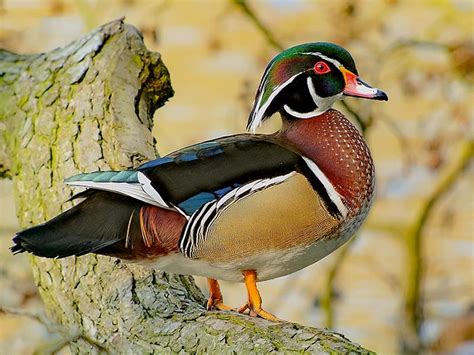 Male Wood Duck Encyclopedia Of Alabama Wood Ducks Duck Pictures