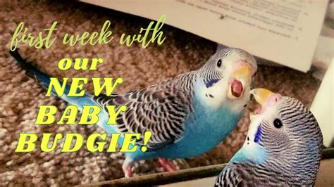 First Week With Our New Baby Budgie Youtube