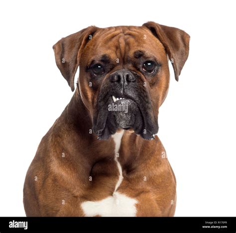Boxer Dog Teeth Hi Res Stock Photography And Images Alamy