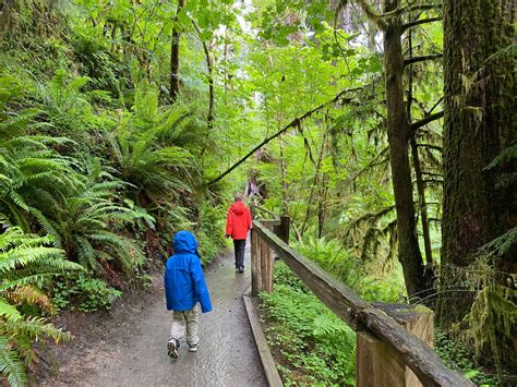 9 Incredible Olympic National Park Hikes For Kids Bring The Kids