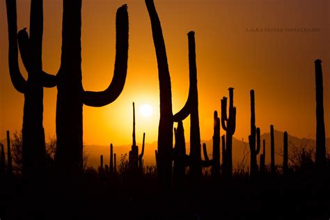 Saguaro Cactus Silhouettes Saguaro Cactus Silhouettes From Flickr