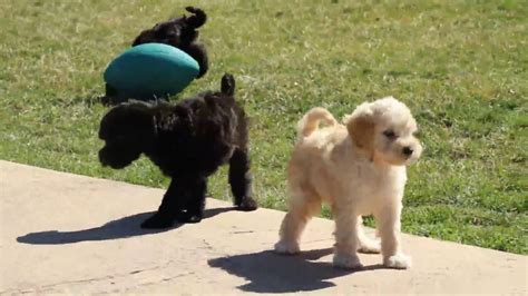 Bella is energetic and loves to go on runs. Miniature Whoodle Puppies For Sale - YouTube