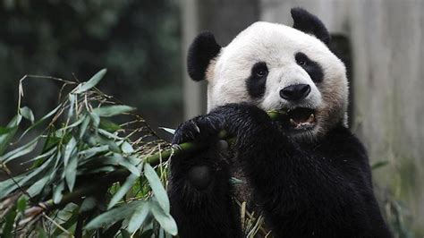 Humans Used To Eat Pandas