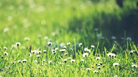 Wallpaper Field Green Spring Flower Grassland Meadow Wildflower