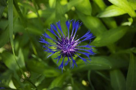 Blue Flower Cornflower On A Background Of Green Leaves And Grass Close