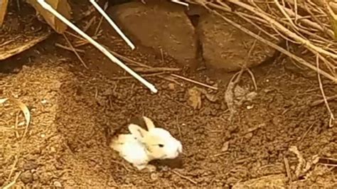 Cómo Viven Los Conejos Bebés En La Naturaleza 2022 Youtube