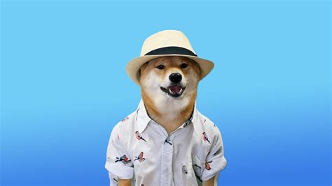 Much Wallpaper Very Hat Such Style Wow Doge