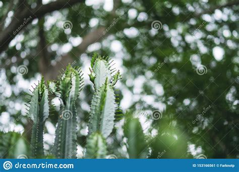 Euphorbia Ingens Cactus Trees Stock Image Image Of Flora Exotic