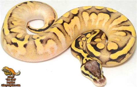 Super Pastel Calico Orange Dream Possible Yellow Belly Ball Python