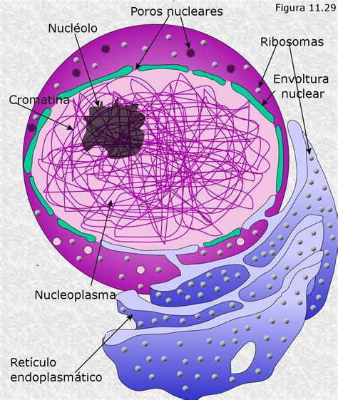 Estructura Celular Biologia Animal Nucleo Celular Ribosomas