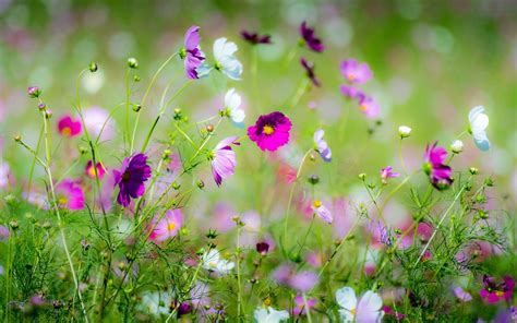 Spring Wildflowers Wallpapers Wallpaper Cave