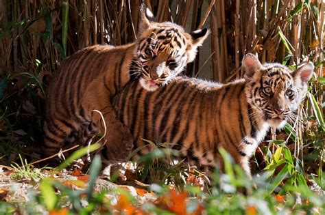 Rare Sumatran Tiger Cubs At National Zoo The Washington Post
