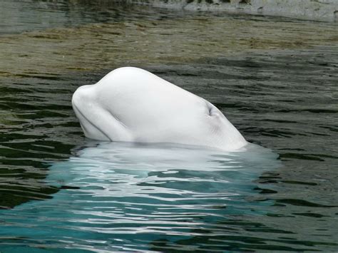 Beluga Whales And Narwhals Go Through Menopause