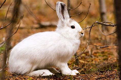 Snowshoe Hare Cindy Goeddel Photography Snowshoe Hare Animals