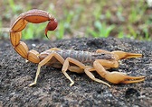 The World's Most Dangerous Scorpions | Planet Deadly