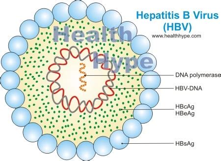 Hepatitis b surface antigen is a marker of infectivity. Hepatitis B Virus (HBV) Antigen, Antibody, Vaccine ...