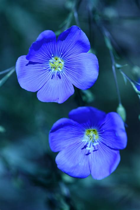 Wild Blue Flax Linum Lewisii Photographed In The Sandia Flickr