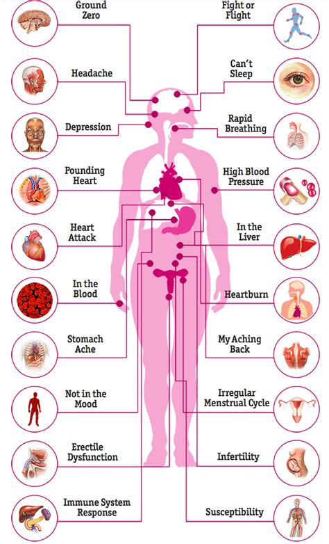 Stress And The Human Body Brandi Webber Medium