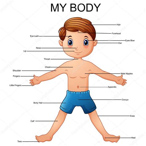 Illustration Of Vocabulary Part Of Body — Stock Vector © Dualoro 162590324