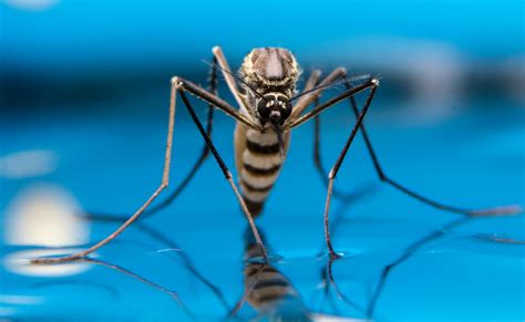 Mosquitoes Are Attracted To Specific Scents And Colors •