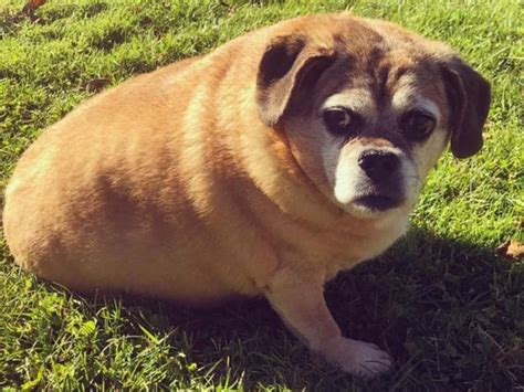 Obese Rescue Puggle Loses Half Her Body Weight And Finds A New Home