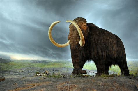 Even if a mastodon used to be able to find a new place to go once all its favorite plants were. Humans Caused Mass Extinction of Large Ice Age Mammals, Not Climate Change
