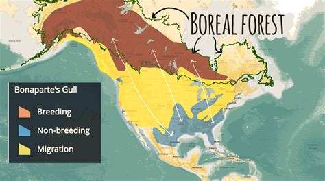 Boreal Forests World Biomes The Wild Classroom