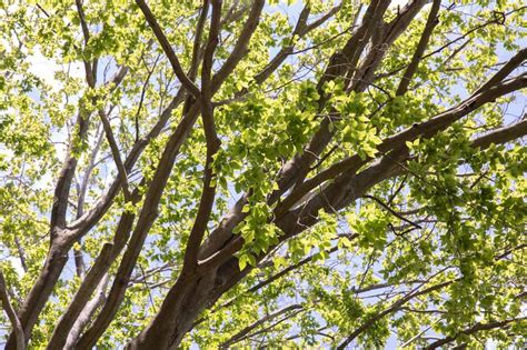 Five Common Varieties Of Beech Trees