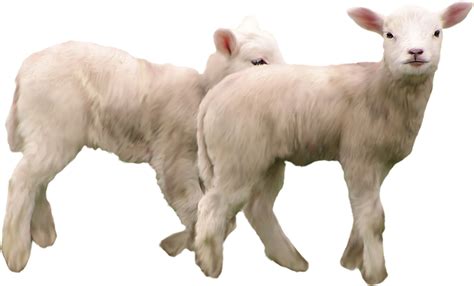 Clipart goat angora goat, Clipart goat angora goat 