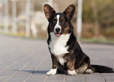Cardigan Welsh Corgi Dog Breed Info Pictures Traits And Facts Hepper