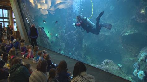 Seattle Aquarium Celebrates Octopus Week