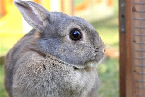 Grey Baby Rabbit Stock Image Image Of Adorable Animal 52856981