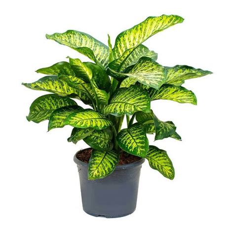 Dieffenbachia Compacta Dumb Cane Plant