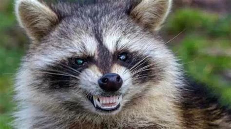 Raccoon Tests Positive For Rabies In Norfolk Neighborhood