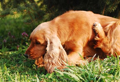 Speziell die sommermonate sind von einem befall betroffen. Grasmilbenbefall beim Hund bekämpfen - unsere Empfehlung!