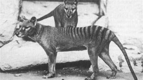 Tasmanian tiger spotted years after extinction: Australian officials