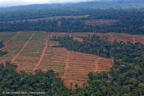 Congo Basin Forests Greenpeace Usa