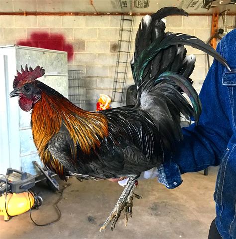 Gallera | Black Fever Farm | Game fowl, Chickens backyard, Game birds