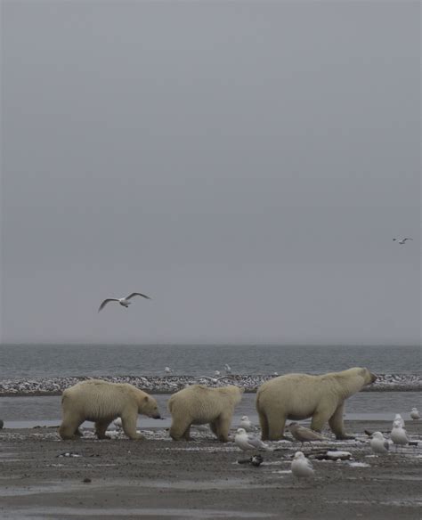 Polar Bear And Her Cubs In Kaktovik Photo Tara Requist John Halls