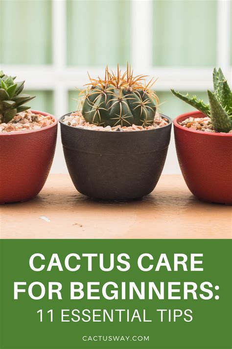 Cactus Care For Beginners 11 Essential Tips Cactus Care Easy Garden