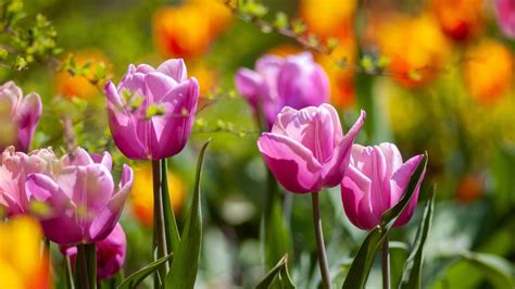 The 10 Best Spring Flowers To Plant At Home