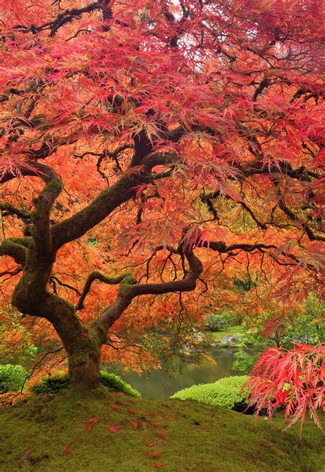 Japanese Maple In Fall Color Portland Photograph By