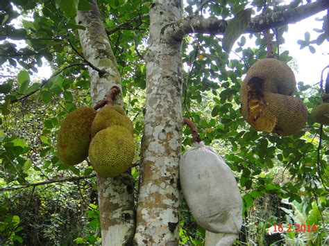 The latex of the fruit can be used as chewing gum. Experimental Farming: More Varieties Of Jackfruit Artocapus.